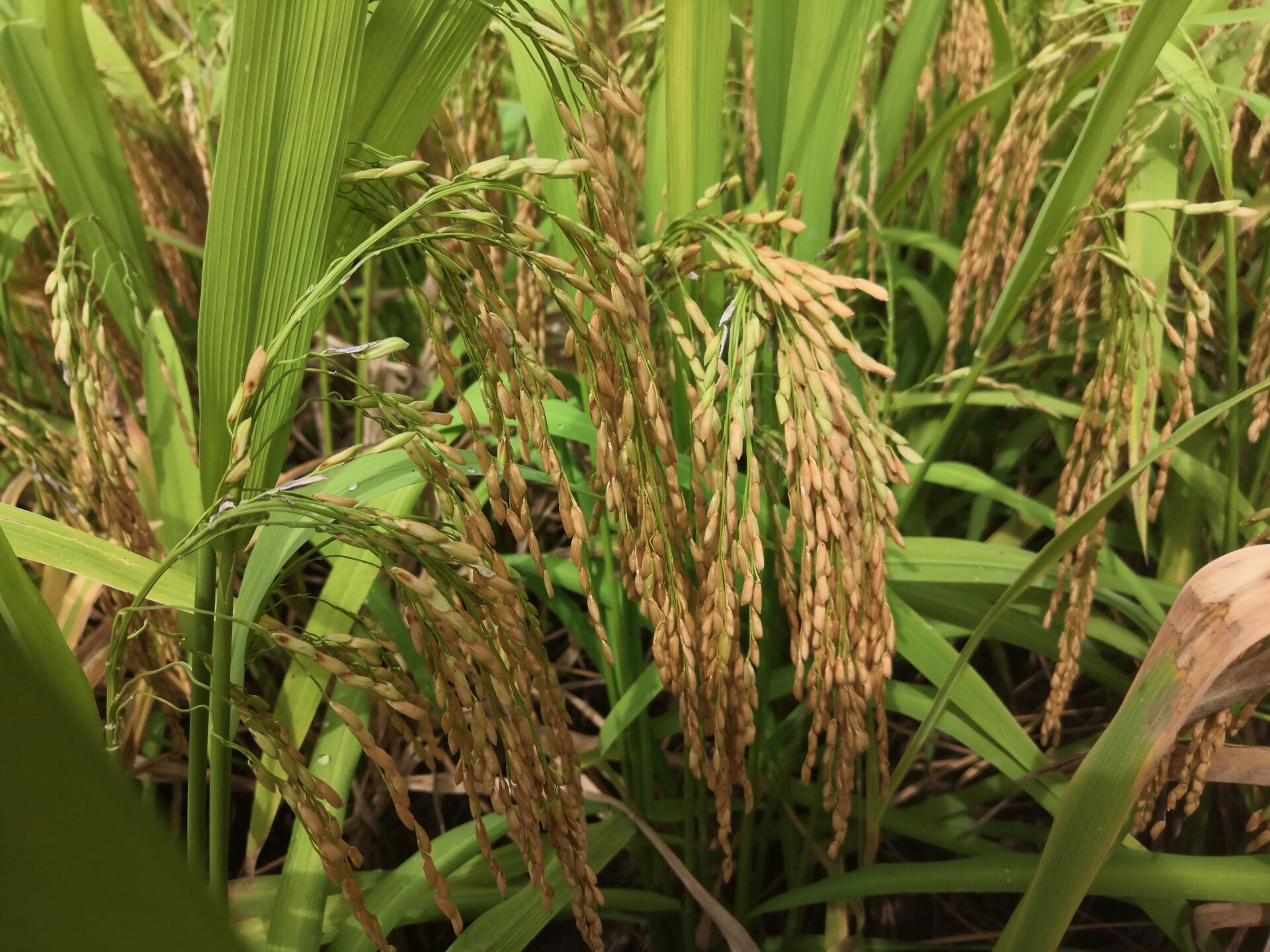 中国主要粮食、棉花和油料作物人工观测物候期图像数据集