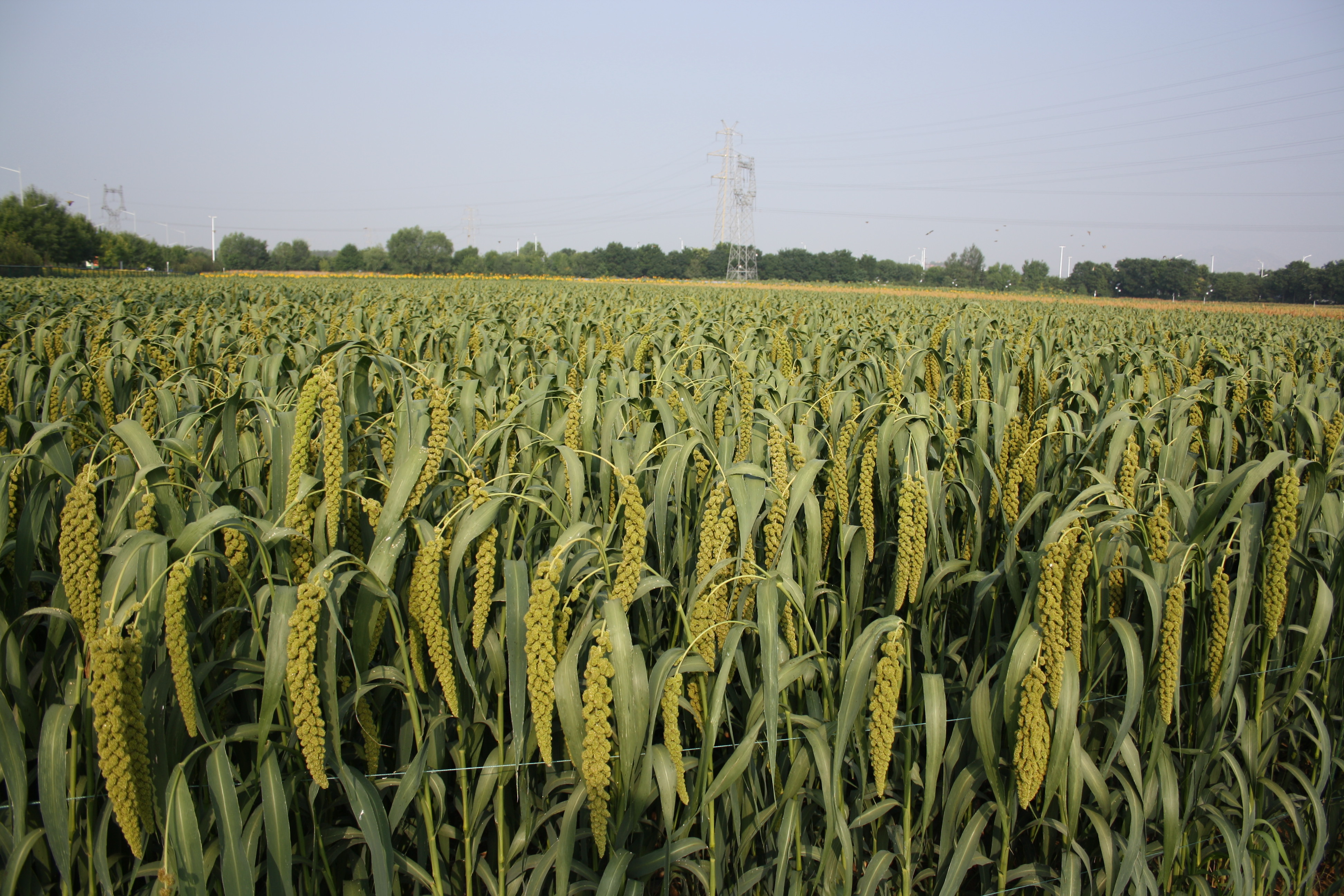 全国主要特色作物发育期观测图像数据集