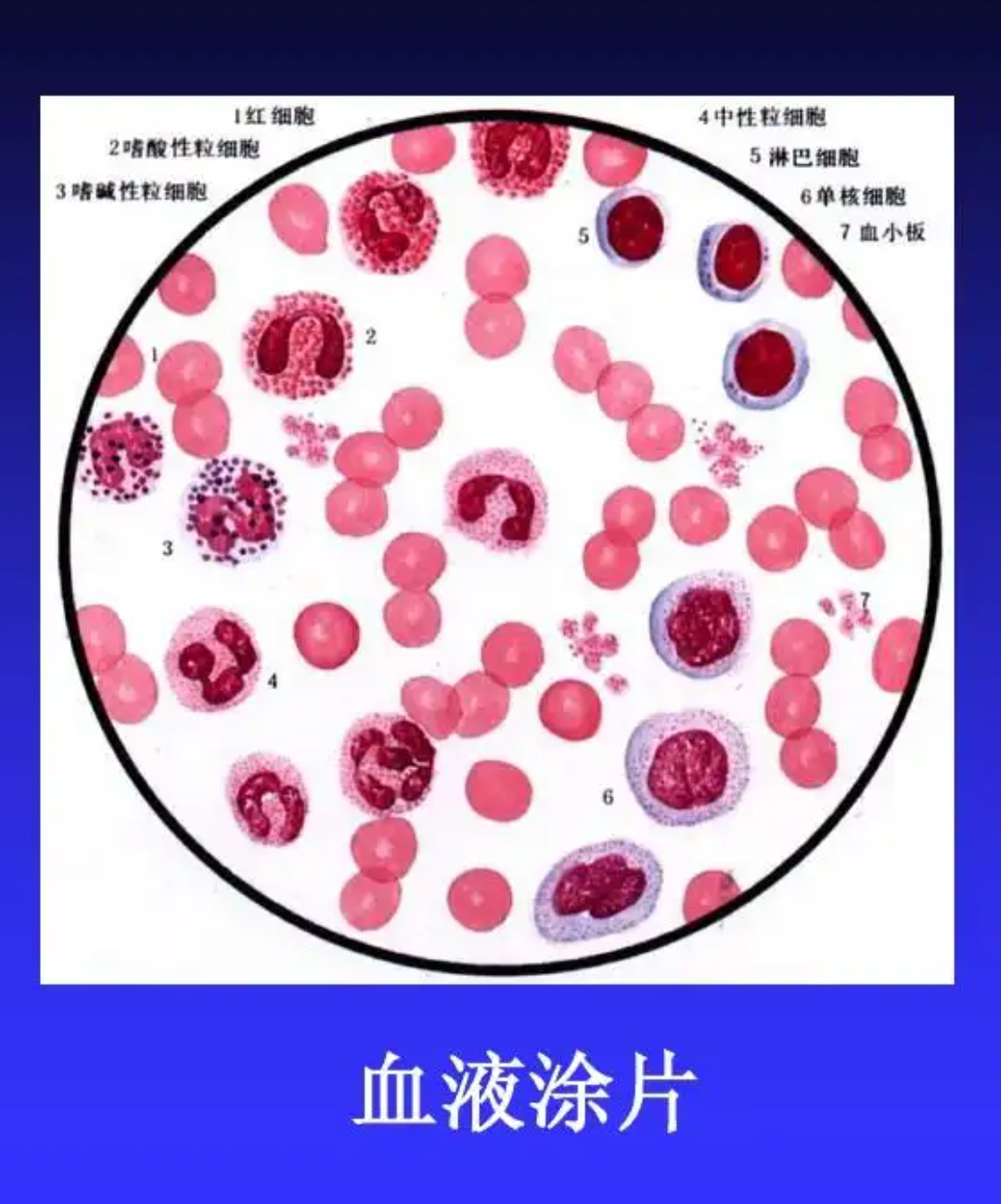 血细胞图像