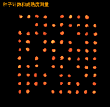 种子计数