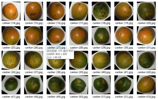 橙子疾病数据集
