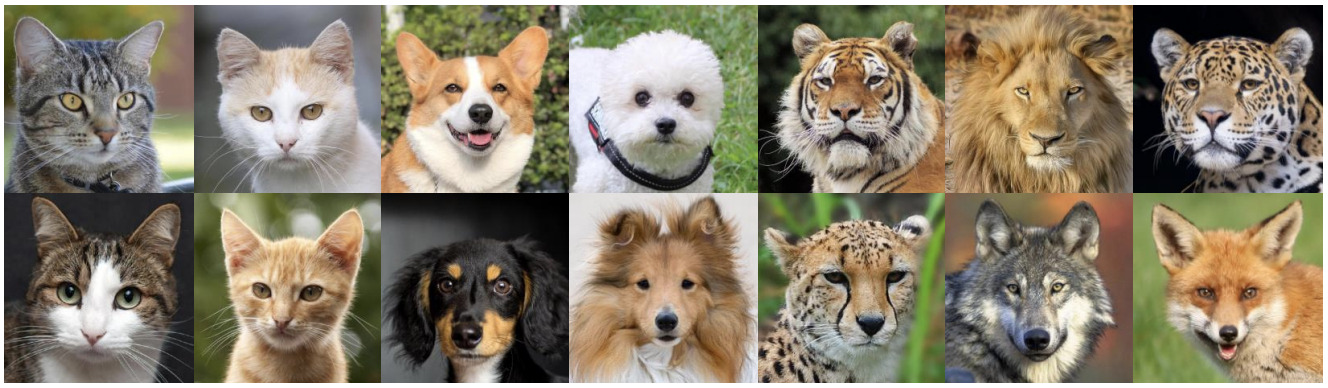 动物图像数据集