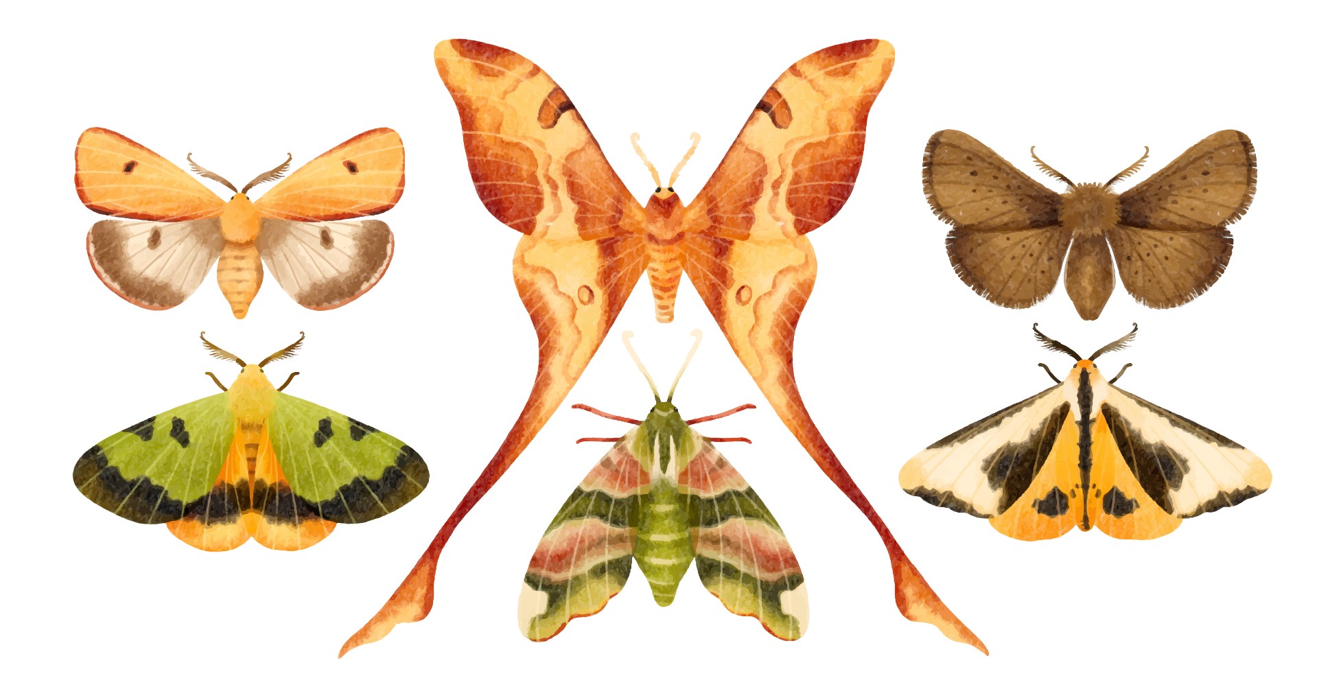 蝴蝶和飞蛾图像分类 100 种