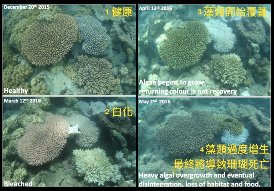 健康和白化的珊瑚图像分类