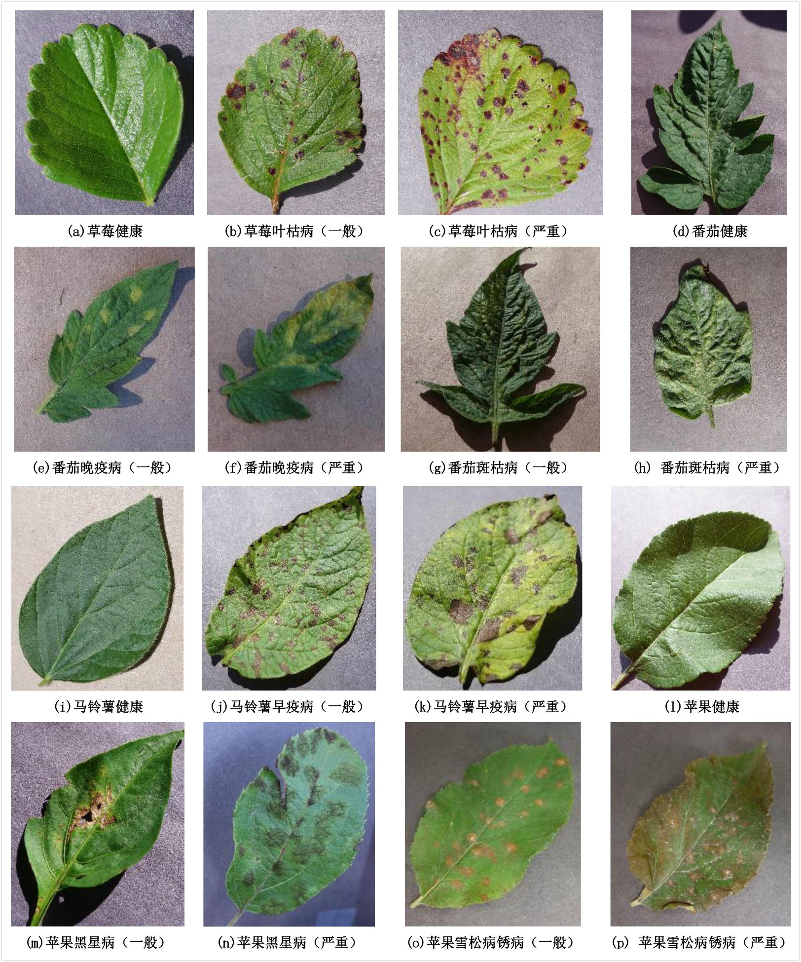 马铃薯叶病数据集