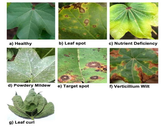 棉花病害数据集