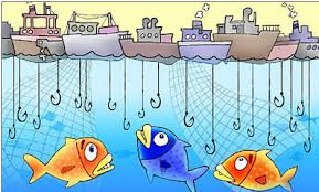 鱼类和过度捕捞