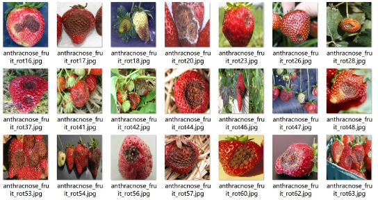 草莓病害检测数据集