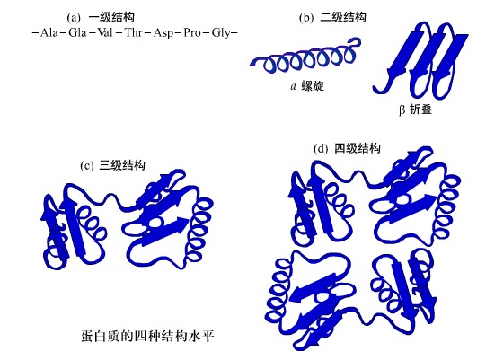 蛋白质二级结构