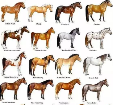 马品种
