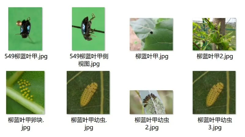 危险农场昆虫数据集