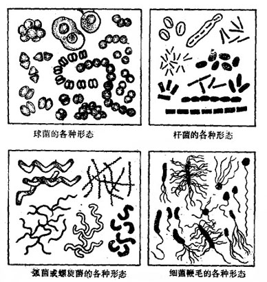 微生物图像分类