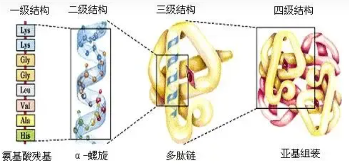 必需蛋白质 - 生物信息学