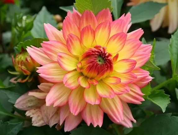 大丽花花数据集