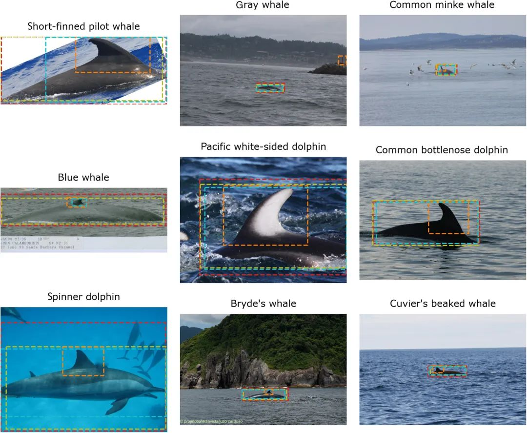 海豚与鲸鱼图像分类数据集