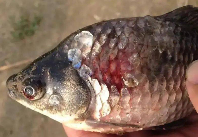 南亚淡水鱼病检测