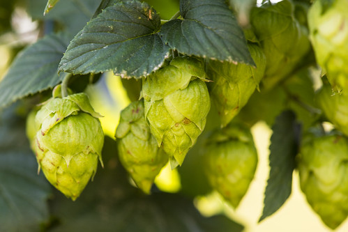 啤酒花健康图像数据集