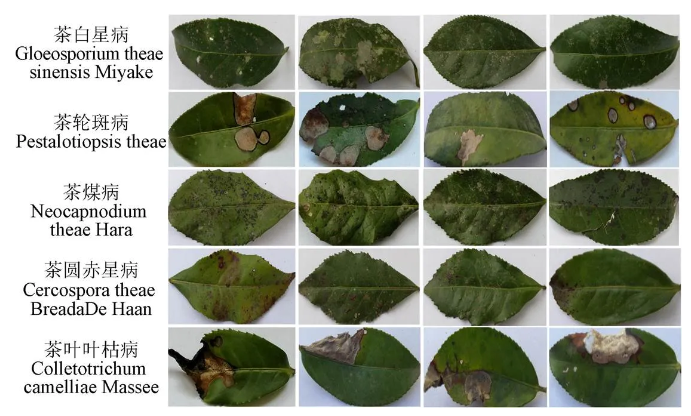 识别茶叶病害