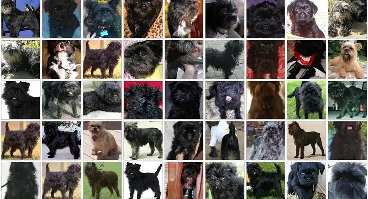 斯坦福狗数据集