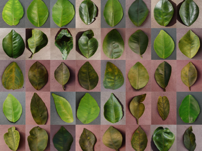 叶子图像数据集