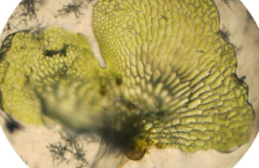 镉对我国濒危浮水蕨类植物配子体生长和颈卵器发育的影响