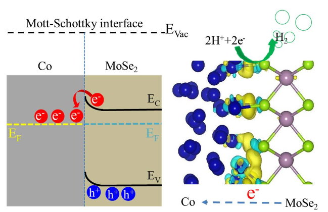 Co和MoSe2在碳纳米管上形成莫特-肖特基异质结以实现优异的析氢