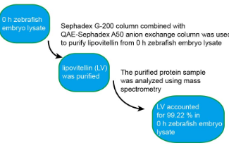 斑马鱼胚胎裂解液中纯化的卵黄蛋白样品的质谱分析