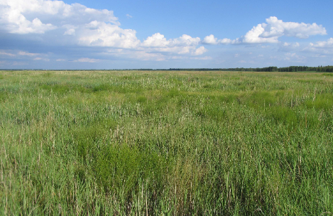 中国东北草原405种饲草千粒重数据集
