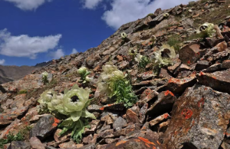 中国新疆野生维管束植物名录