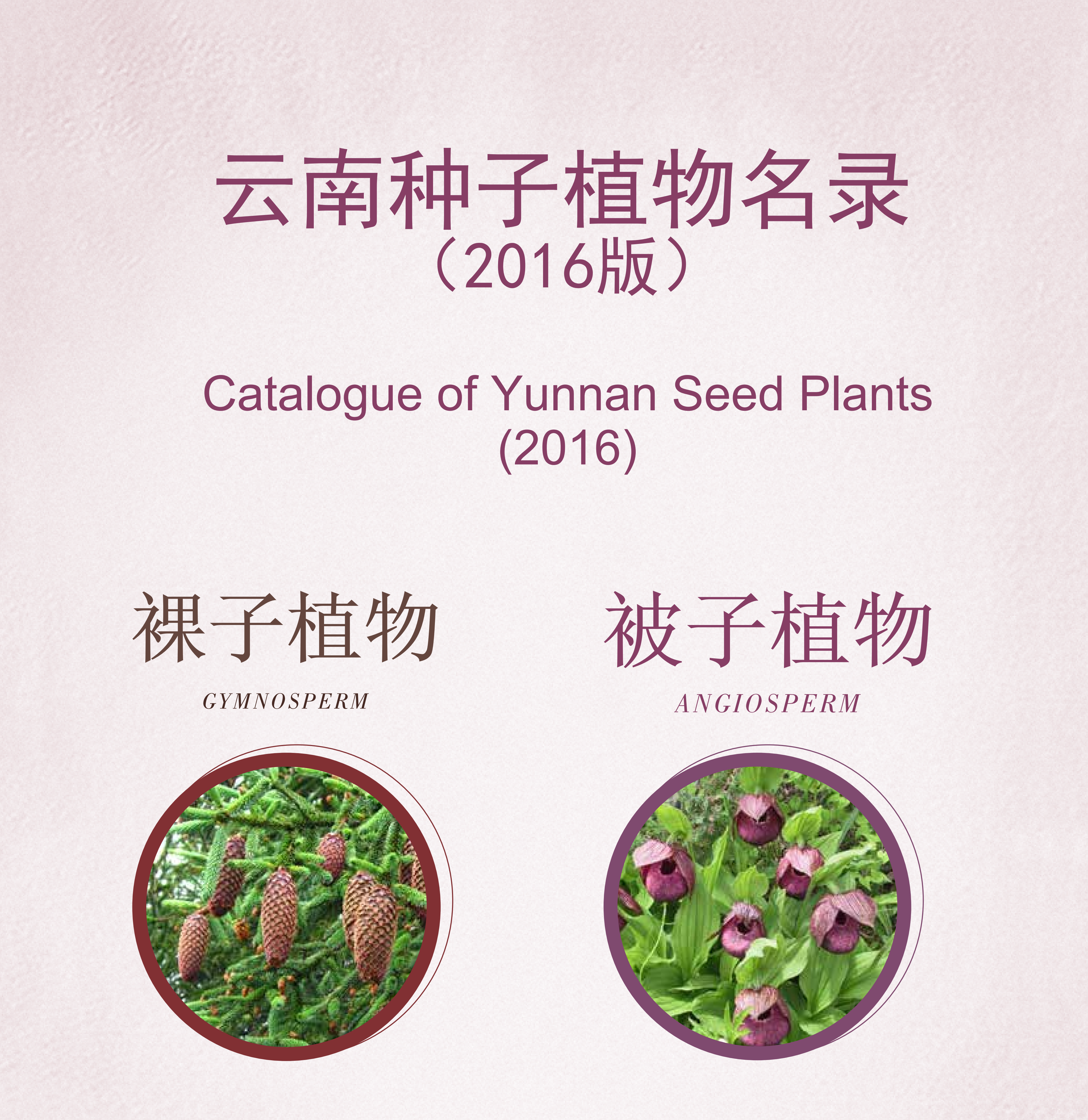 云南省种子植物名录数据集