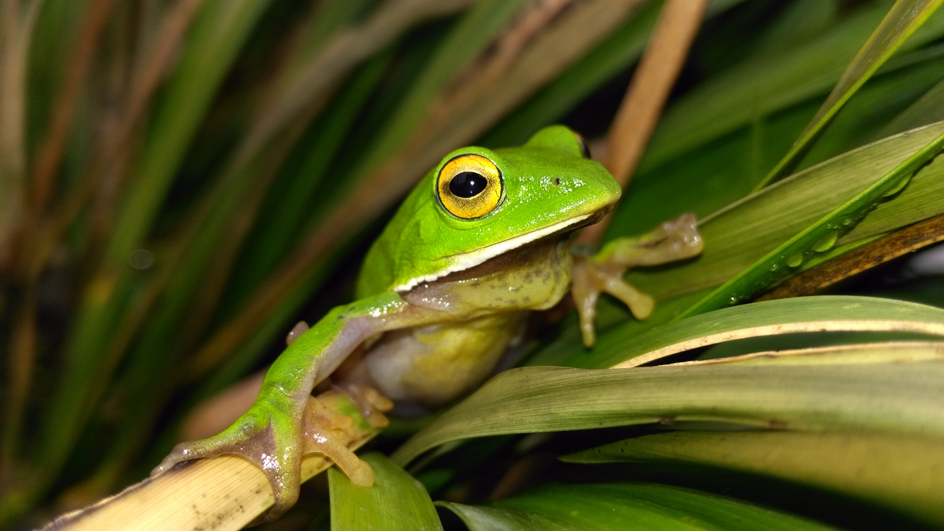 四川省两栖爬行动物分布名录
