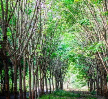 基于多源遥感数据的海南岛天然林分类