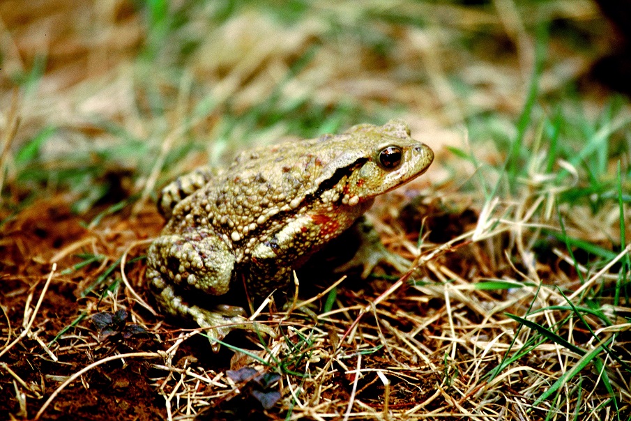 中国有毒动物数据集