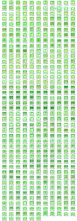 中国粉蝶科标本图像特征数据集