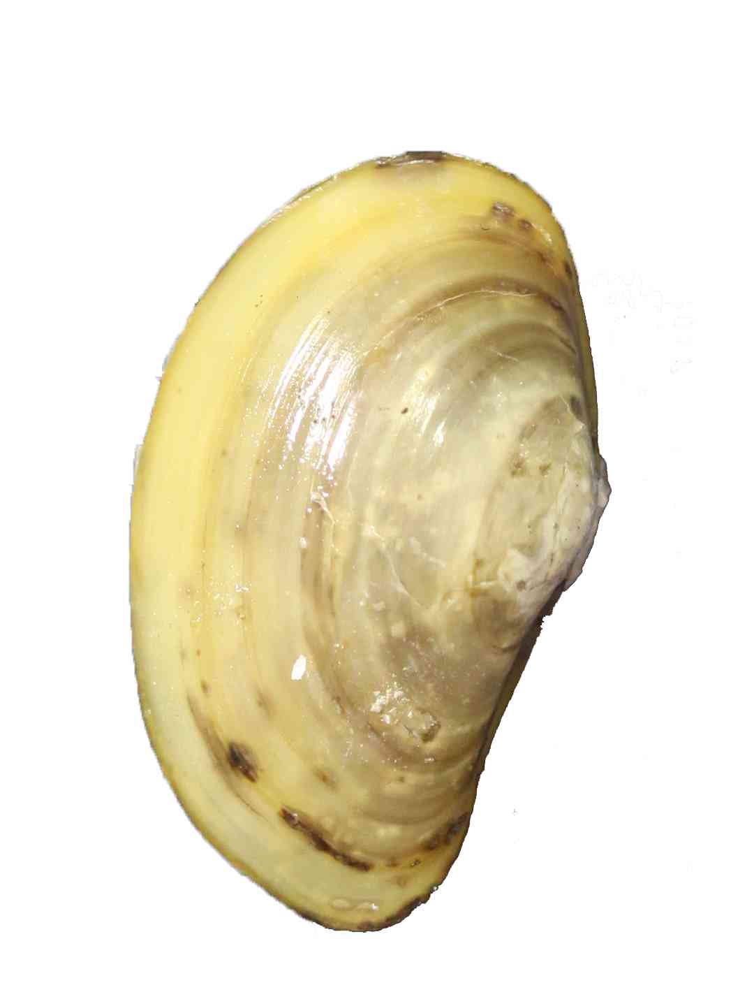 2011-2013年夏季南黄海大型底栖软体动物数据集