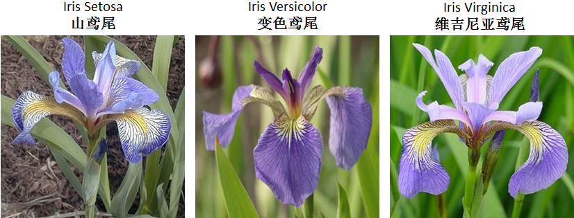 鸢尾花种类