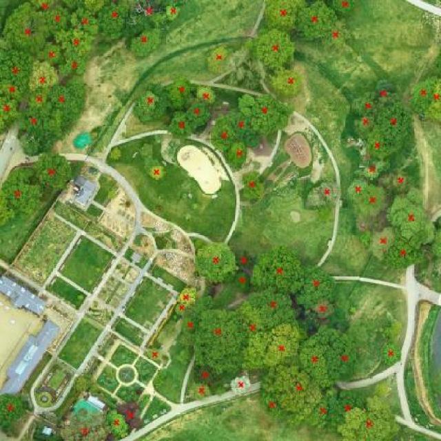 树计数图像数据集