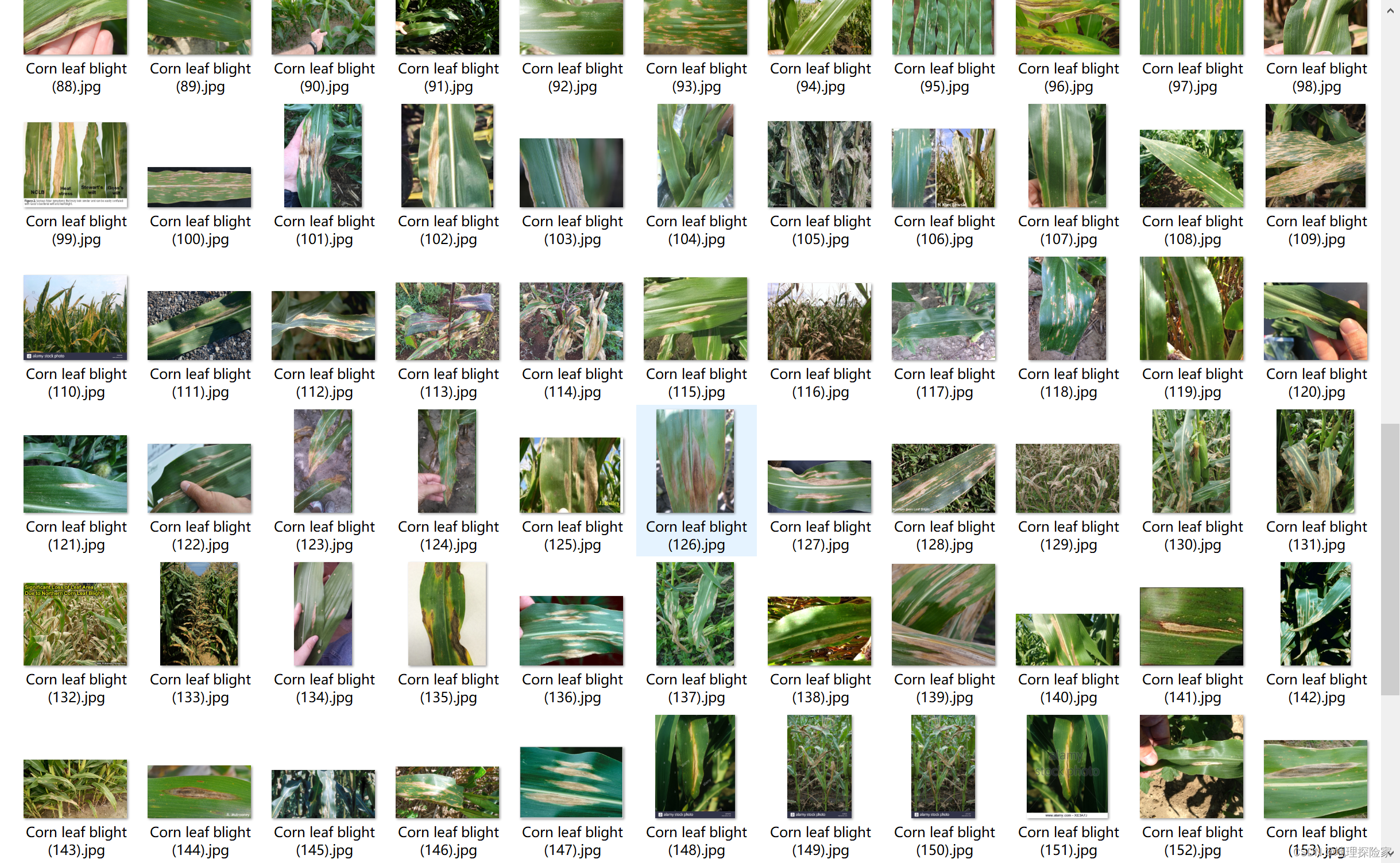 玉米或玉米叶病数据集