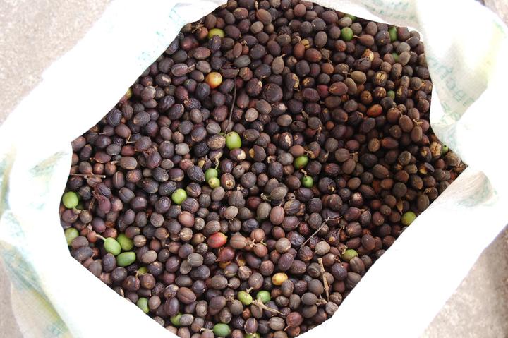 咖啡果实成熟度