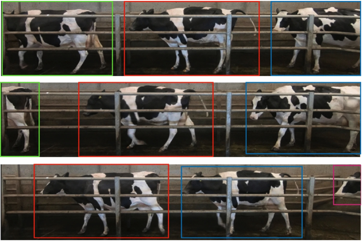 奶牛检测数据集