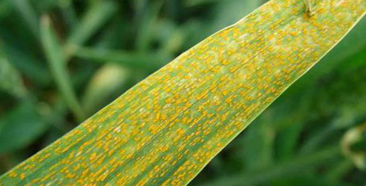 小麦氮缺乏和叶锈病图像