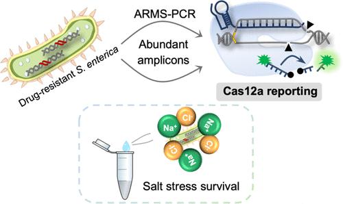 病原体检测 肠沙门氏菌