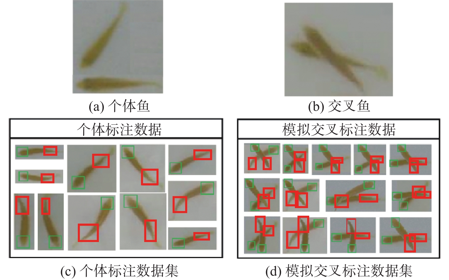 鱼头尾检测数据集