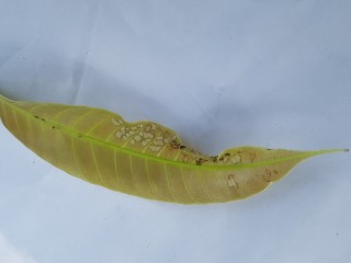 芒果叶疾病数据集