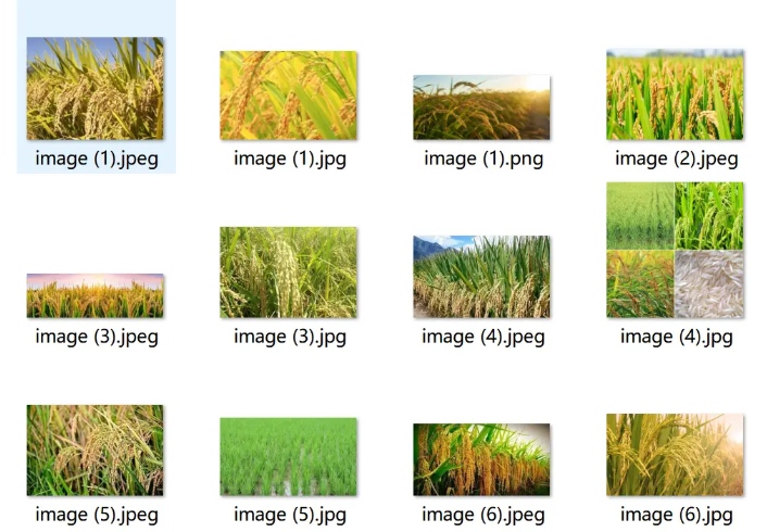 水稻图像数据集