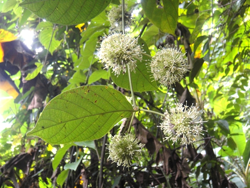 药用植物的叶子图像
