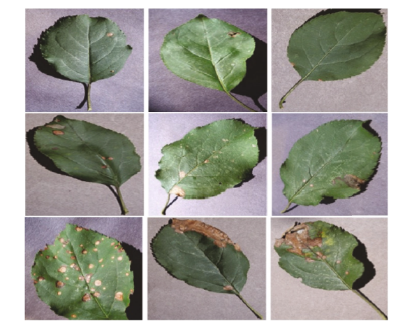 植物病害数据集