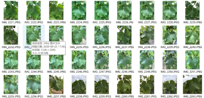 葡萄树叶图像数据集