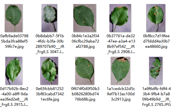 克什米尔苹果植物病害数据集