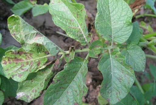 马铃薯叶部病害